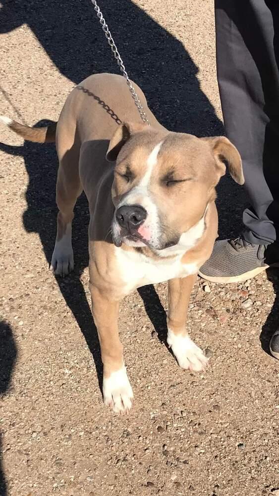 Enlarge Chance, a Adoptable mixed breed in Crosbyton, TX image 3/5