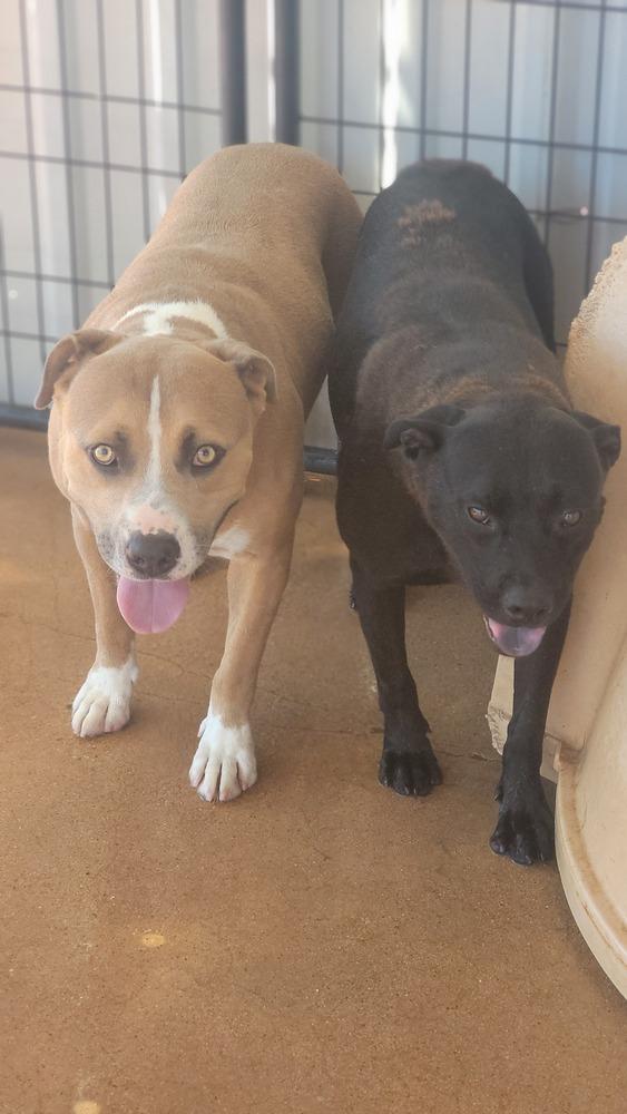 Chance, Adoptable, Adult Male Pit Bull Terrier & Mixed Breed.