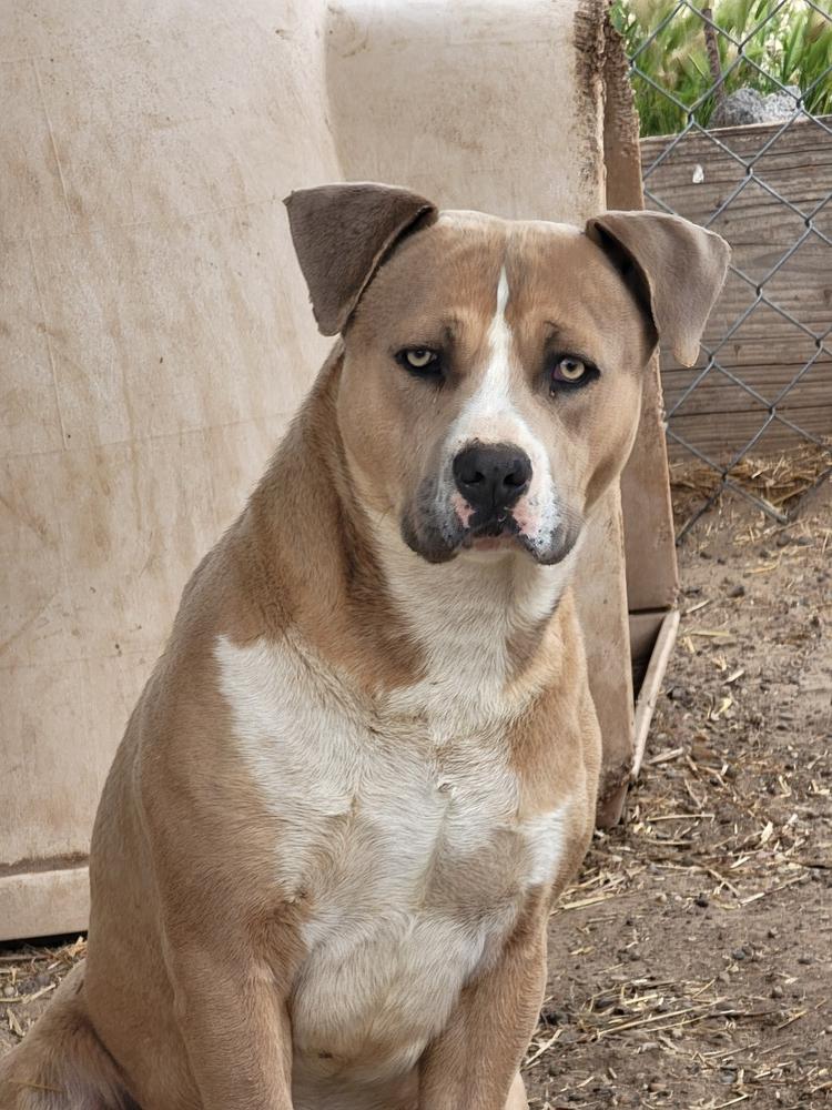 Enlarge Chance, a Adoptable mixed breed in Crosbyton, TX image 5/5