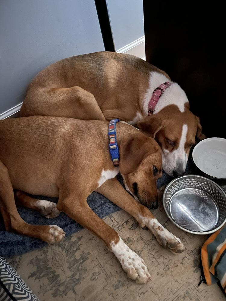 Shelby, Adoptable, Young Female Hound.