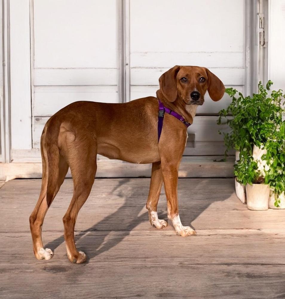 Enlarge Shelby, a Adoptable mixed breed in Youngsville, NC image 2/6