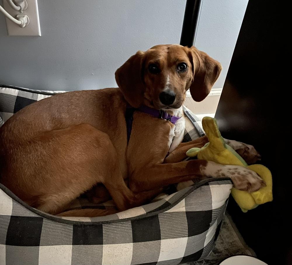Shelby, Adoptable, Young Female Hound.