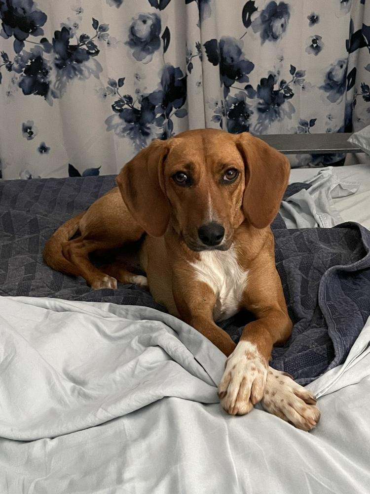 Enlarge Shelby, a Adoptable mixed breed in Youngsville, NC image 4/6