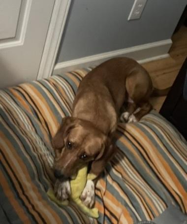 Enlarge Shelby, a Adoptable mixed breed in Youngsville, NC image 5/6