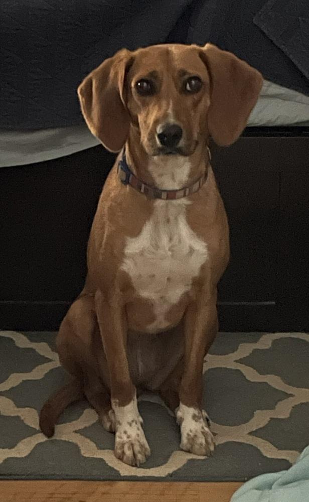 Enlarge Shelby, a Adoptable mixed breed in Youngsville, NC image 6/6