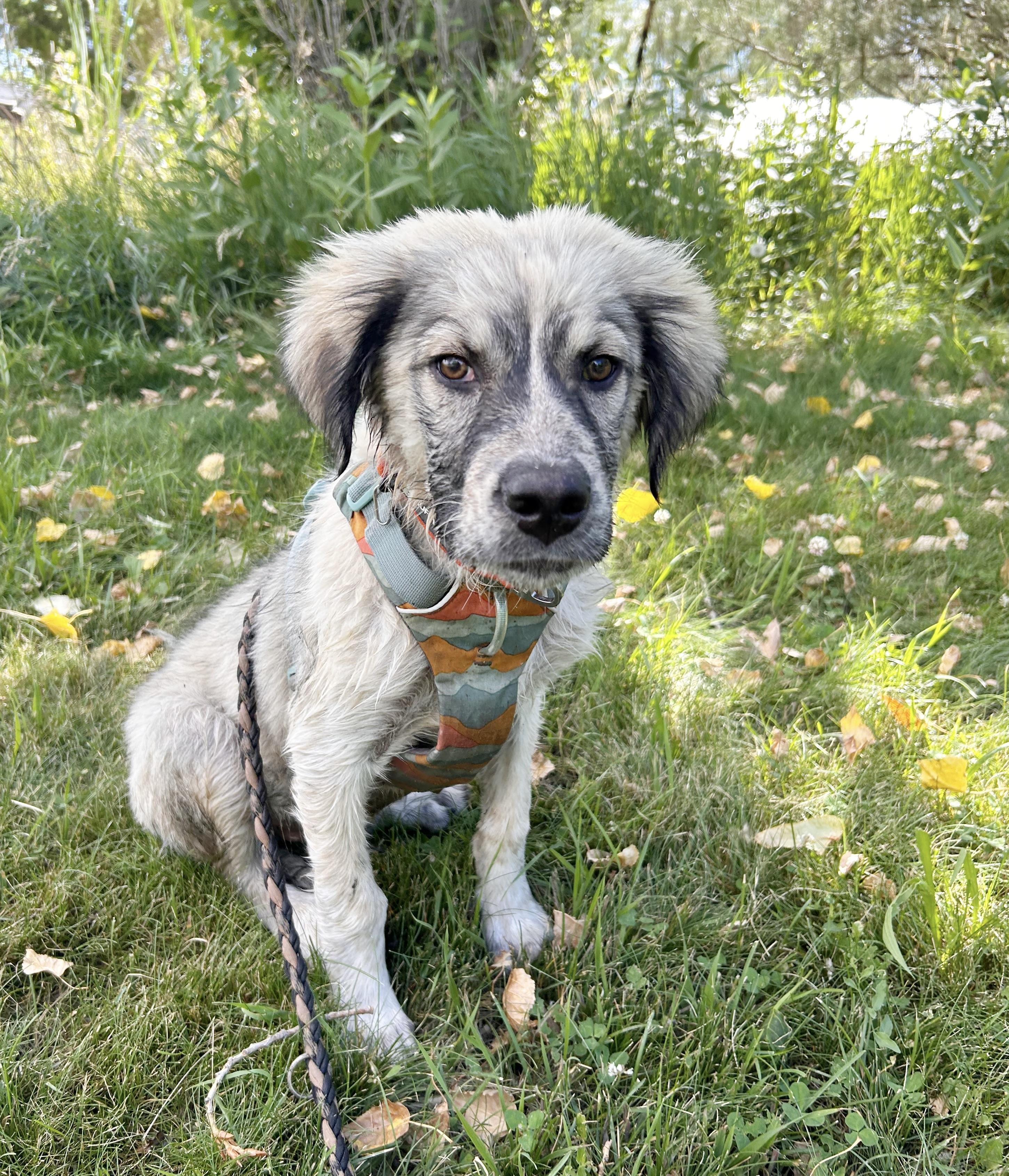 Harlow, a ADOPTABLE mixed breed in Durango, CO image 2/4
