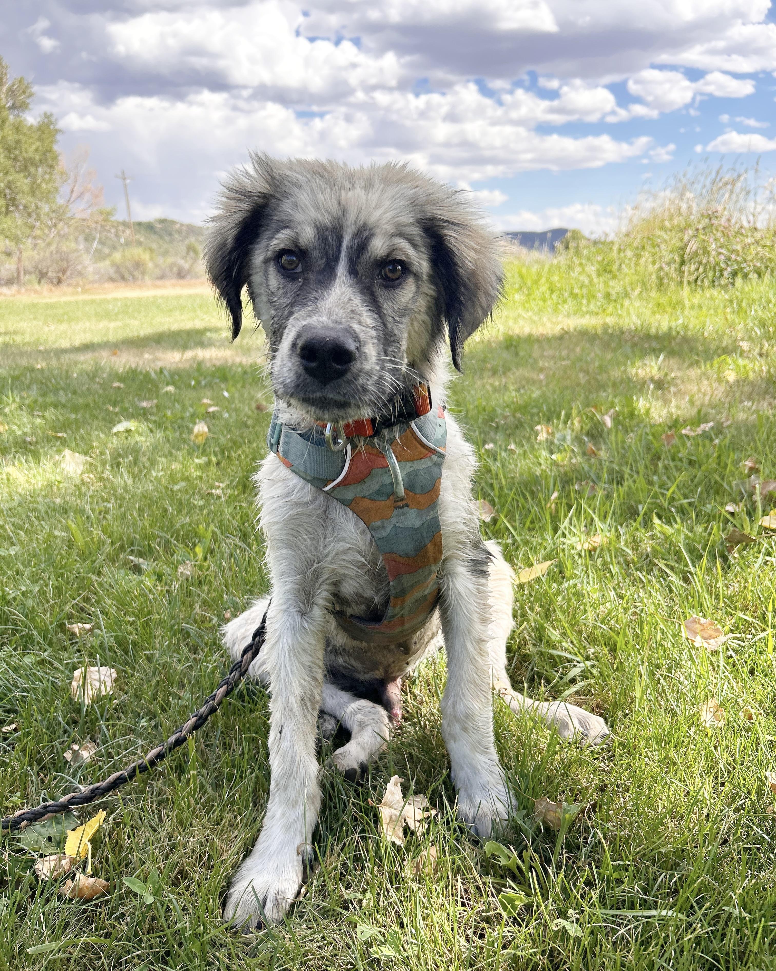 Harlow, ADOPTABLE, Young Male Anatolian Shepherd.