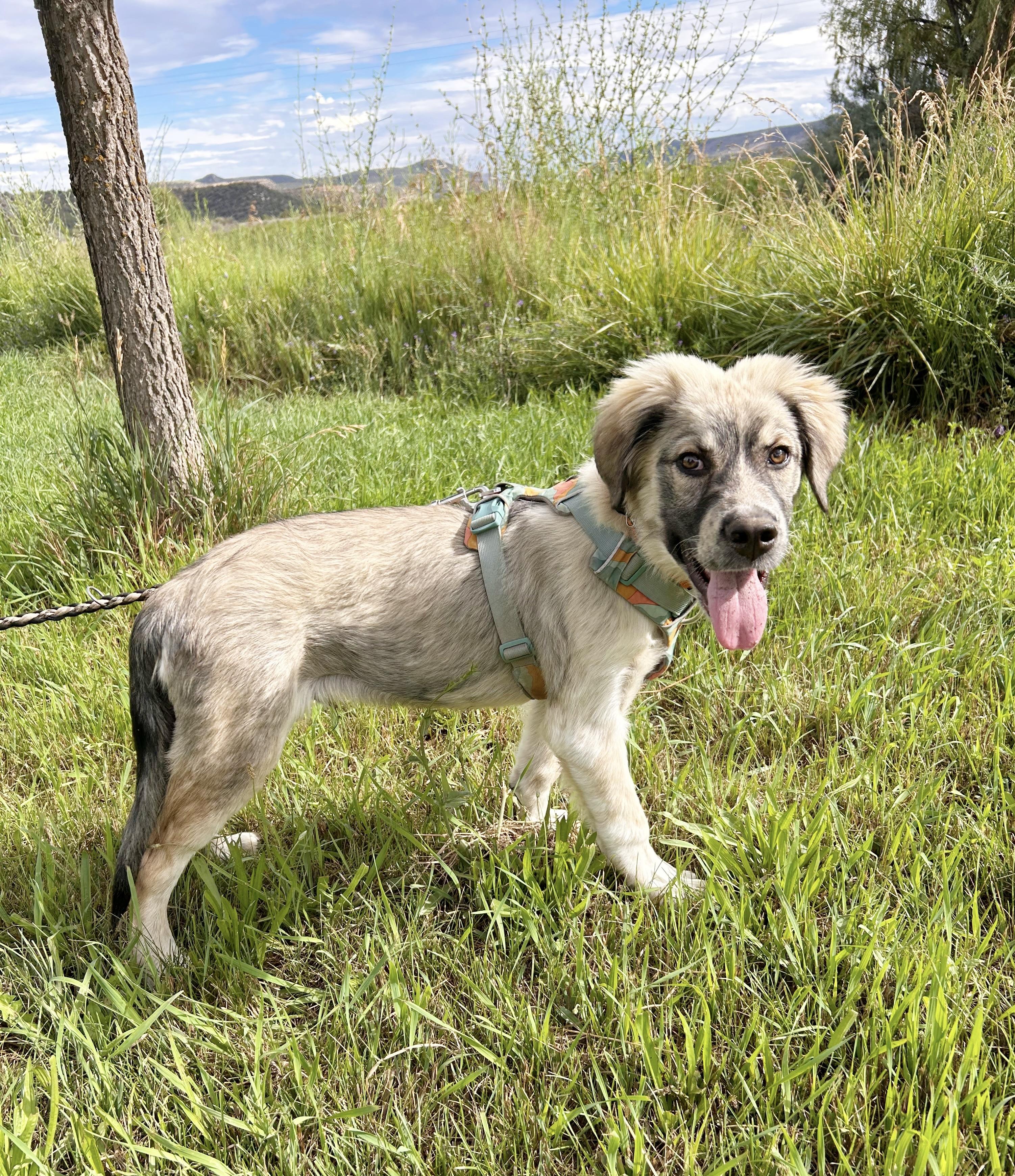 Harlow, a ADOPTABLE mixed breed in Durango, CO image 3/4