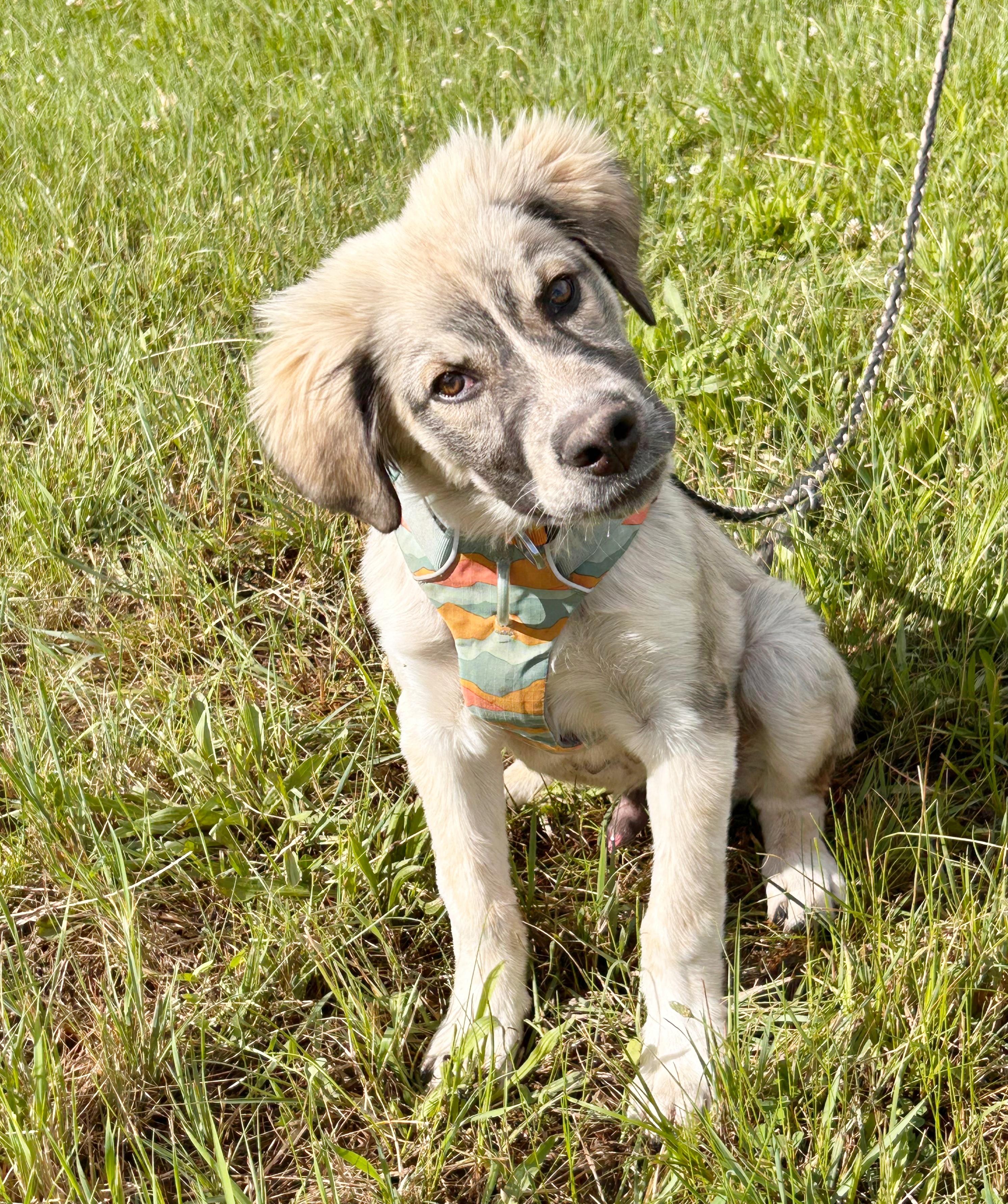 Harlow, a ADOPTABLE mixed breed in Durango, CO image 4/4