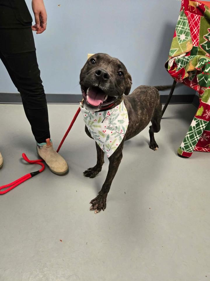 Flint , ADOPTABLE, Young Male Terrier.