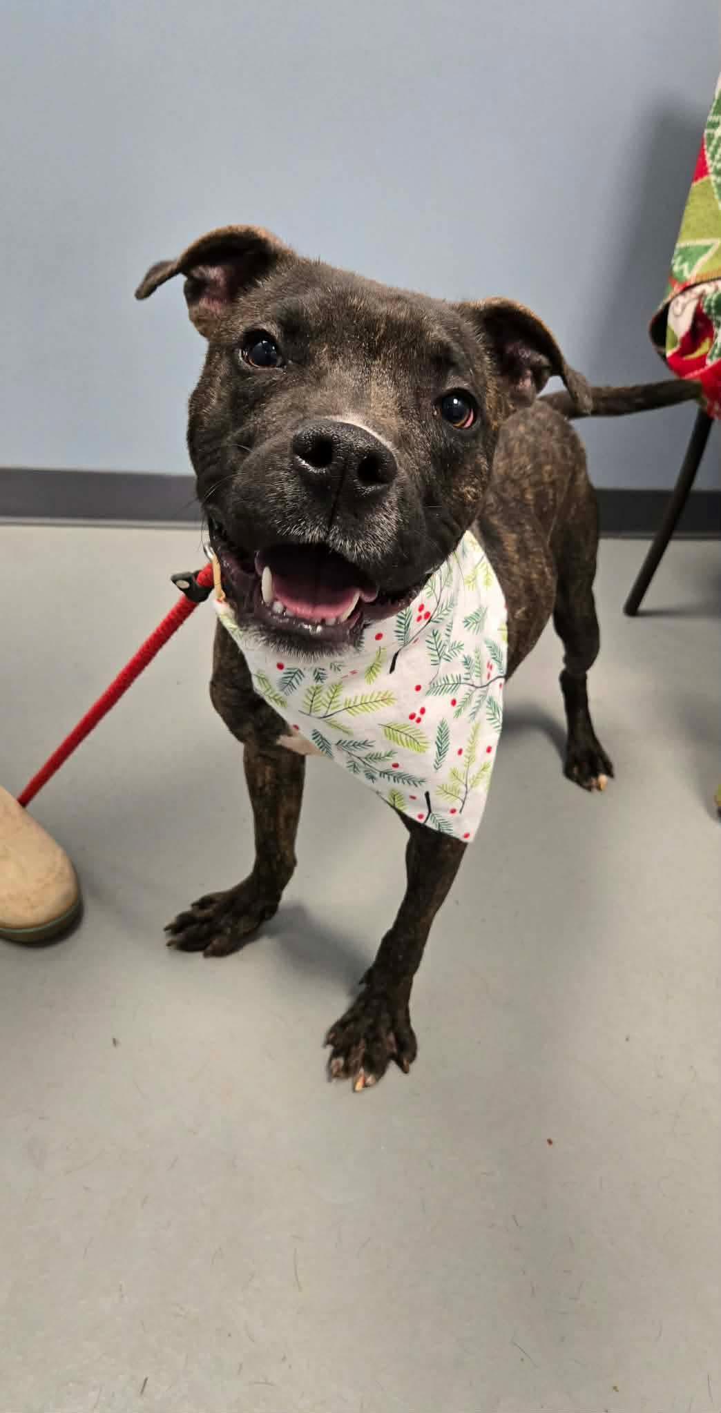 Enlarge Flint , a ADOPTABLE Terrier in Zanesville, OH image 2/2