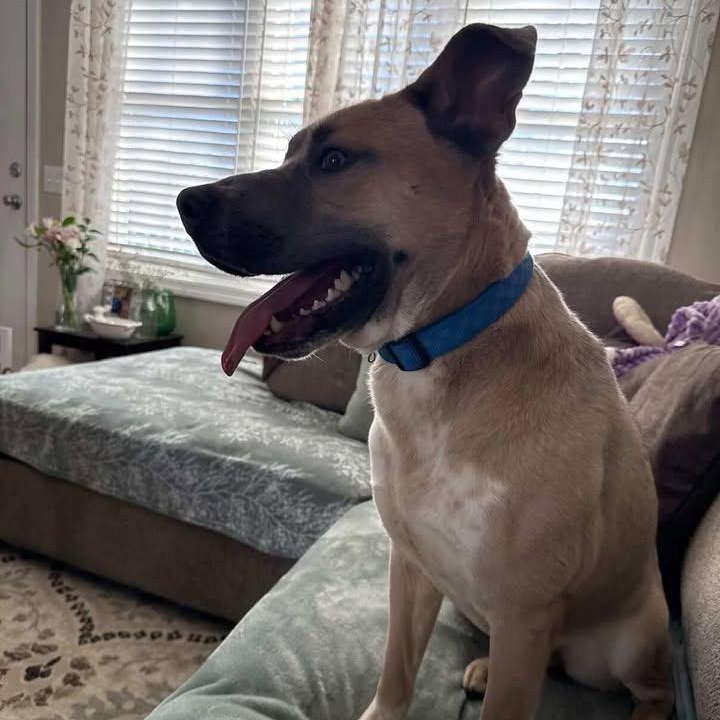 Enlarge TROUT, a Adoptable mixed breed in Cranston, RI image 2/5