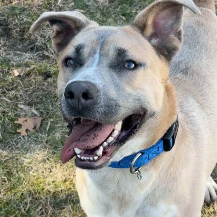 Enlarge TROUT, a Adoptable mixed breed in Cranston, RI image 3/5