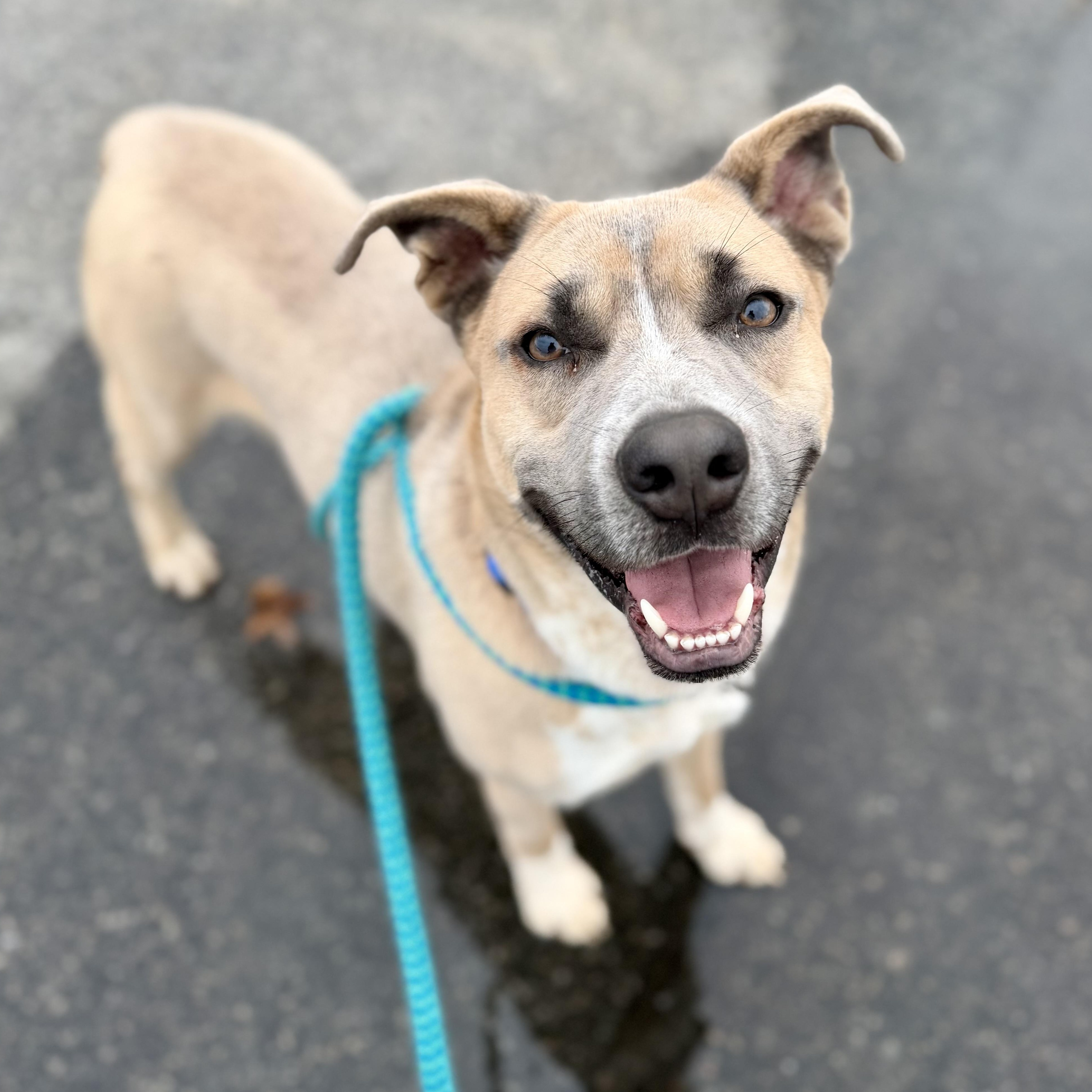 TROUT, Adoptable, Adult Male Mixed Breed.