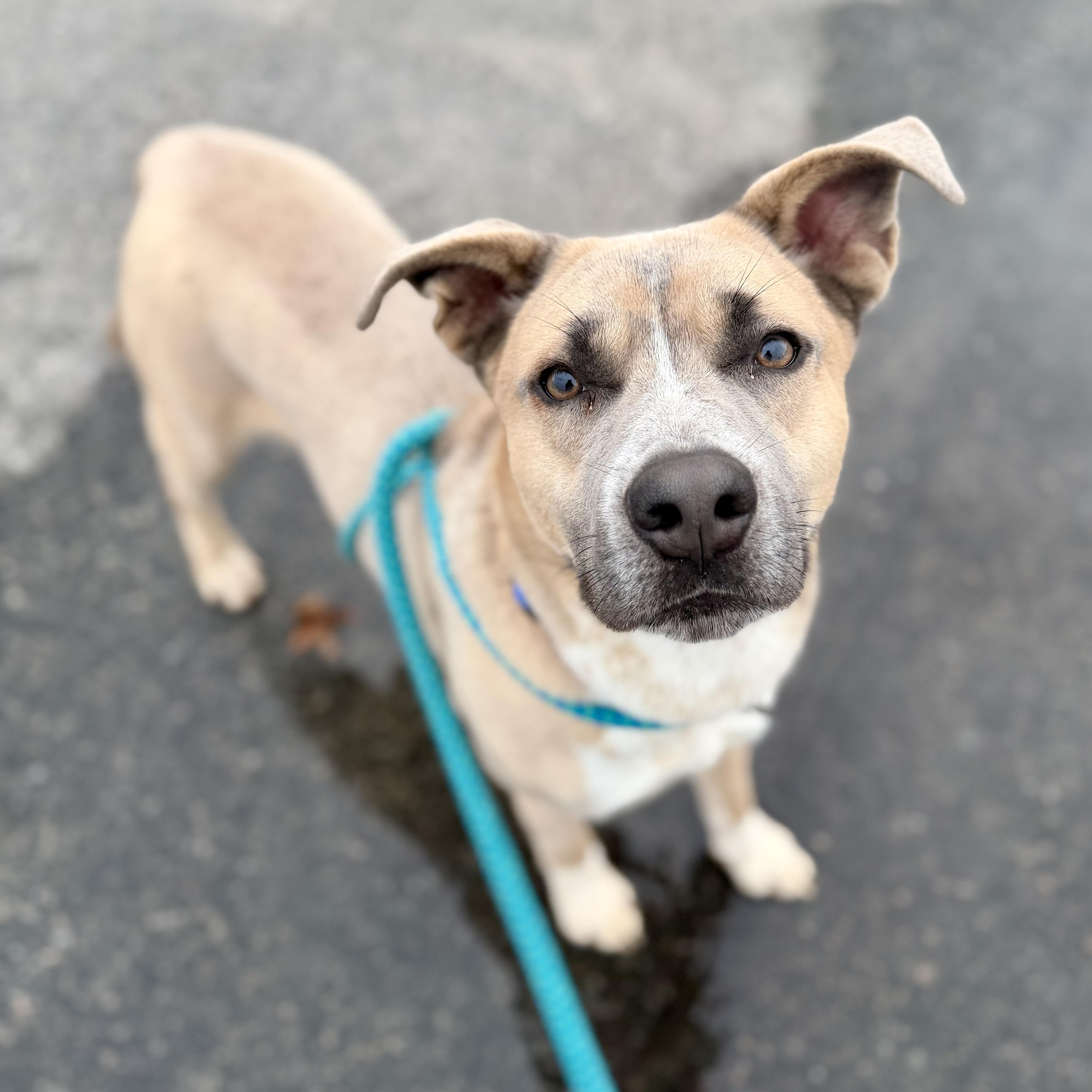 Enlarge TROUT, a Adoptable mixed breed in Cranston, RI image 2/3