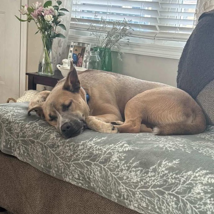 Enlarge TROUT, a Adoptable mixed breed in Cranston, RI image 5/5