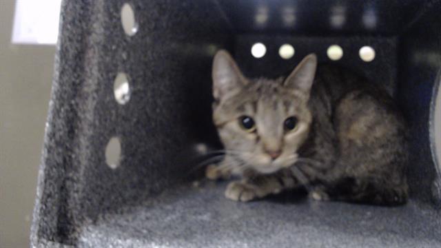 Enlarge PRINCESS, a Adoptable Domestic Short Hair in Denver, CO image 1/1