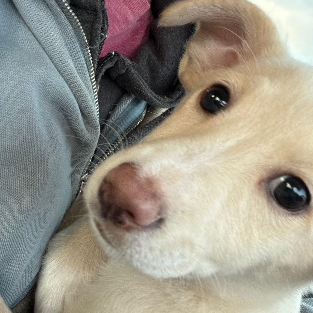 Enlarge Penny, a Adoptable mixed breed in North Port, FL image 1/1