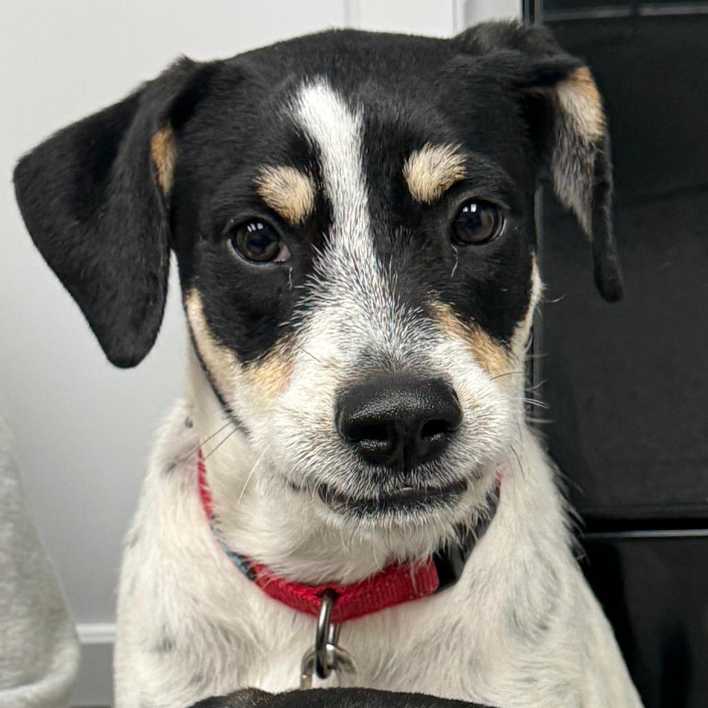 Gomez, a Adoptable mixed breed in La Grange, KY image 1/6