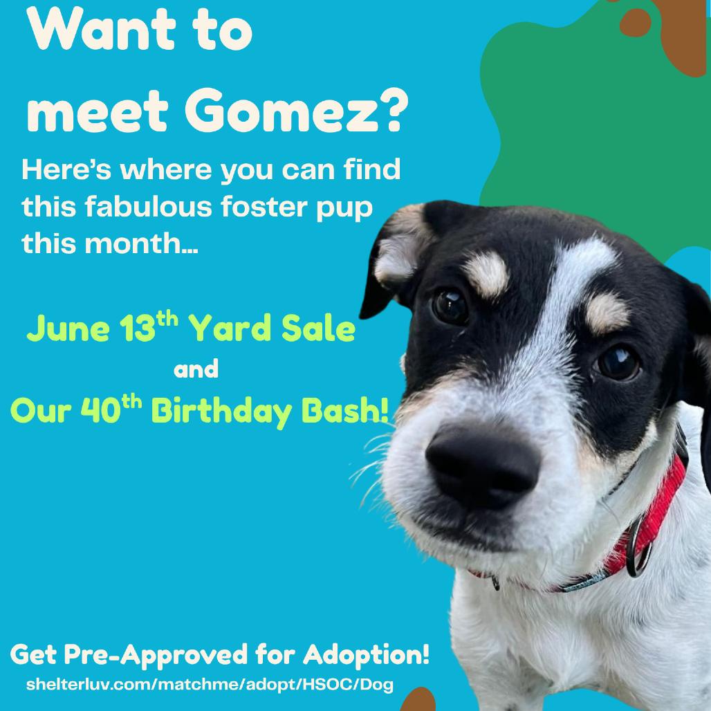 Gomez, a Adoptable mixed breed in La Grange, KY image 2/6