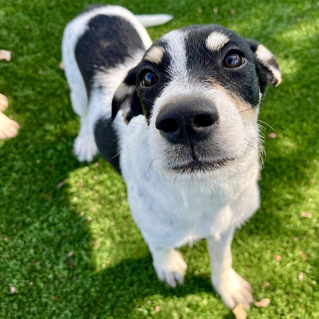 Gomez, a Adoptable mixed breed in La Grange, KY image 1/6