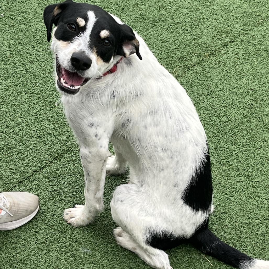 Gomez, Adoptable, Young Male Bluetick Coonhound & Mixed Breed.