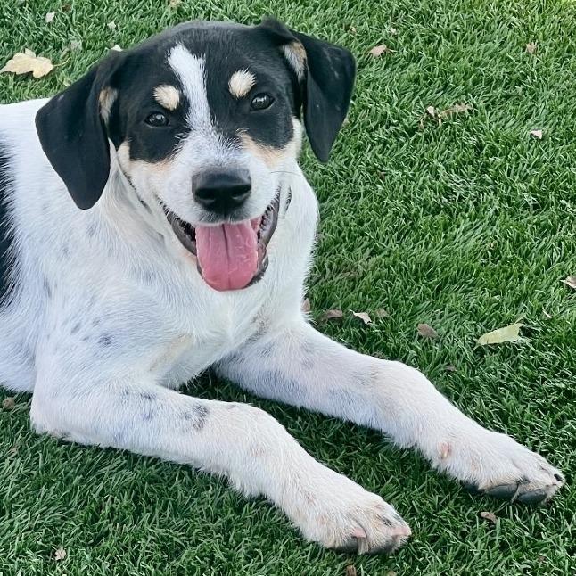 Gomez, a Adoptable mixed breed in La Grange, KY image 2/6