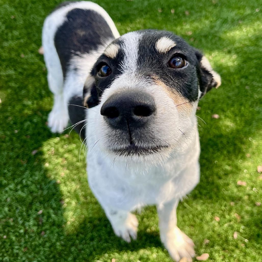 Gomez, a Adoptable mixed breed in La Grange, KY image 3/6