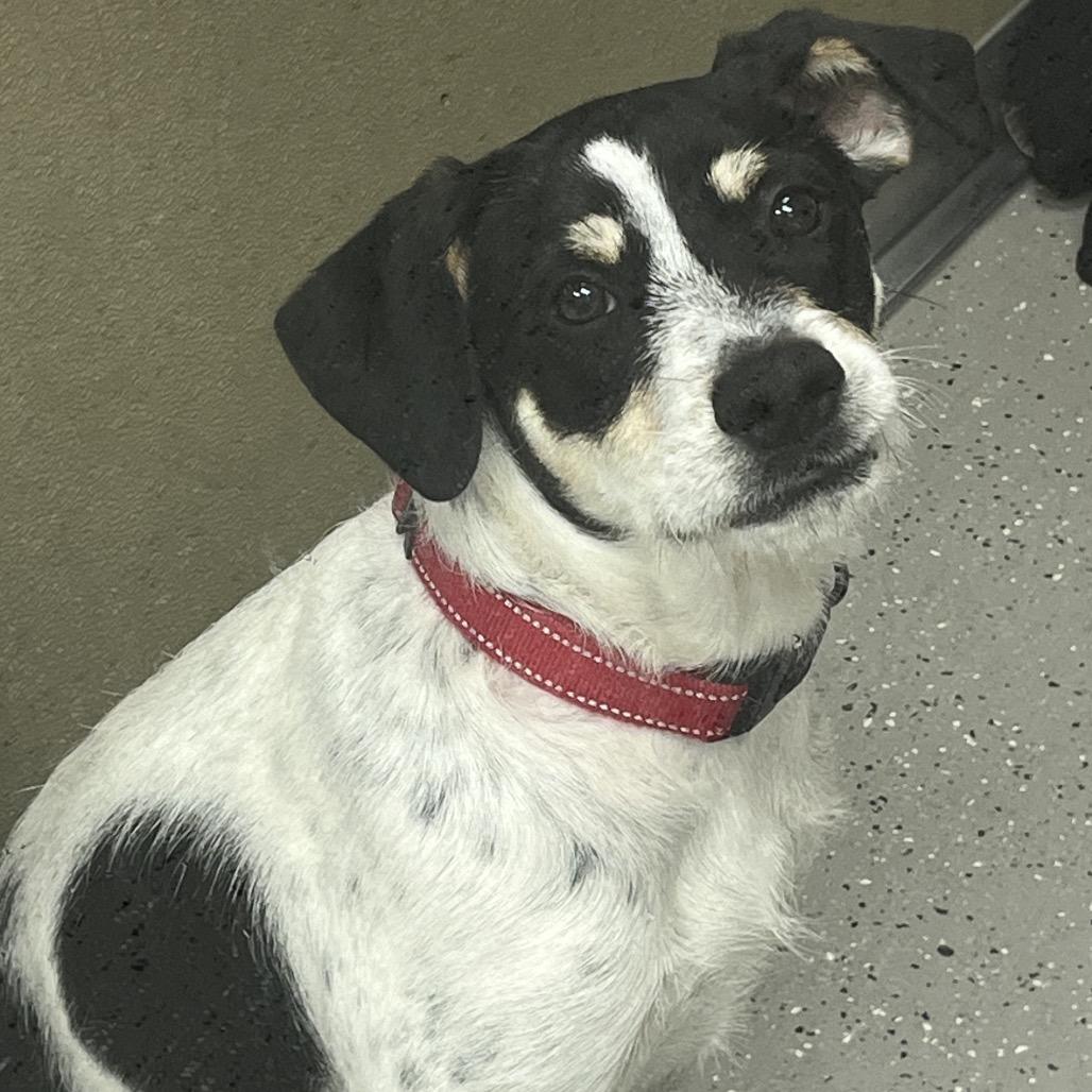 Gomez, a Adoptable mixed breed in La Grange, KY image 4/6