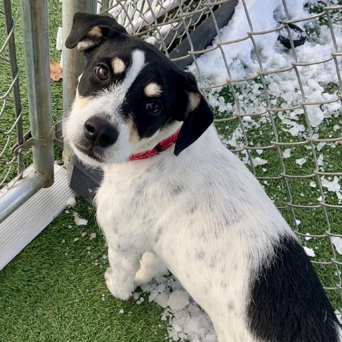 Gomez, a Adoptable mixed breed in La Grange, KY image 4/6