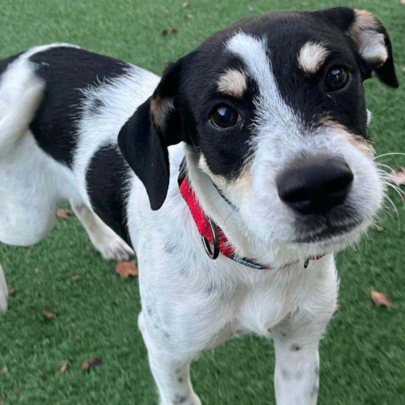 Gomez, a Adoptable mixed breed in La Grange, KY image 4/6