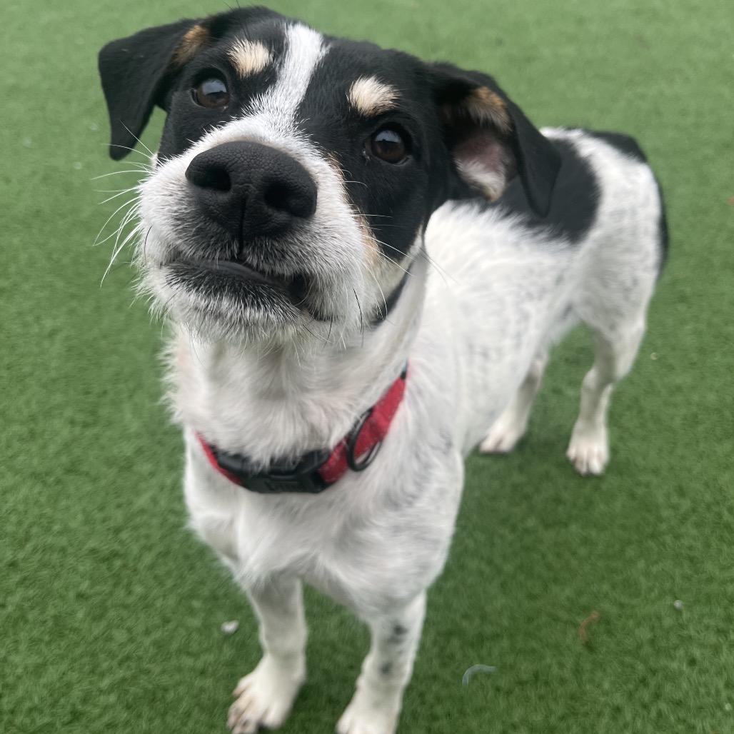 Enlarge Gomez, a Adoptable mixed breed in La Grange, KY image 5/6