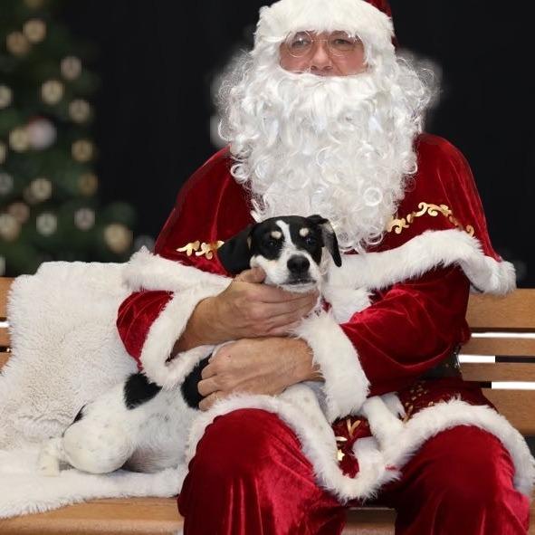 Gomez, a Adoptable mixed breed in La Grange, KY image 5/6