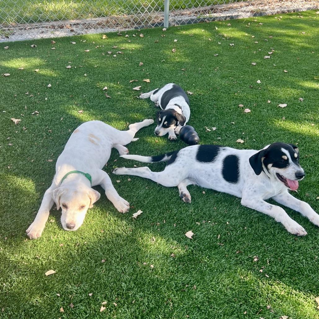 Gomez, a Adoptable mixed breed in La Grange, KY image 5/6