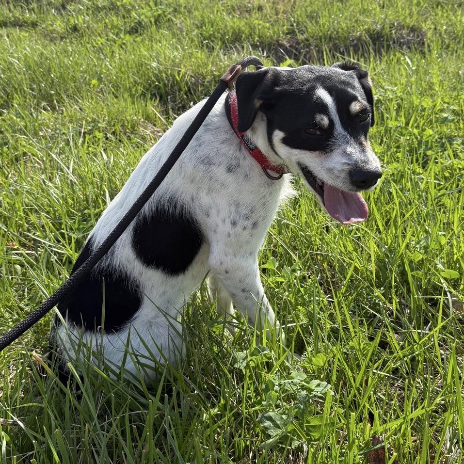 Enlarge Gomez, a Adoptable mixed breed in La Grange, KY image 6/6
