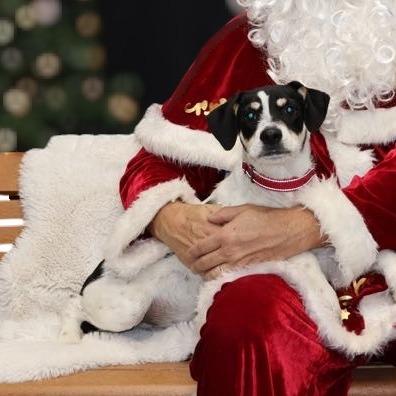 Gomez, a Adoptable mixed breed in La Grange, KY image 6/6