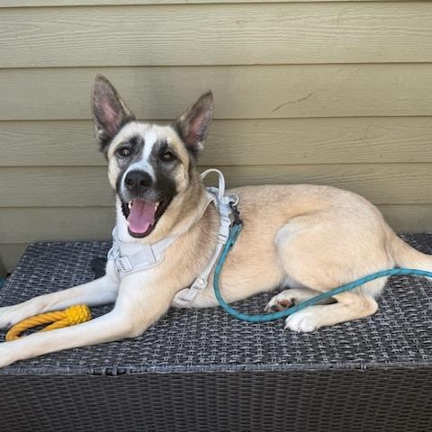 Jackson, Adoptable, Young Male German Shepherd Dog & Carolina Dog.