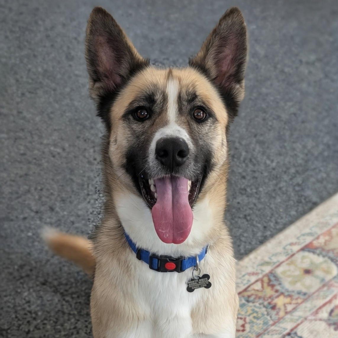 Enlarge Jackson, a Adoptable mixed breed in Concord, NC image 3/6