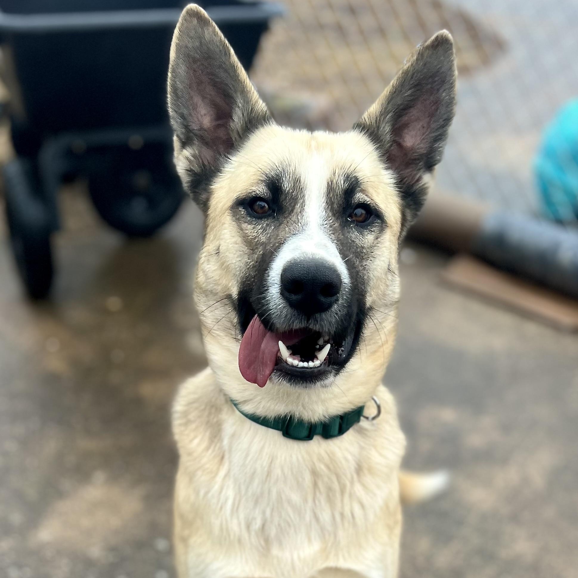 Jackson, Adoptable, Adult Male German Shepherd Dog & Husky.