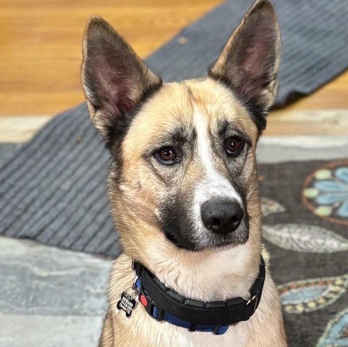 Enlarge Jackson, a Adoptable mixed breed in Concord, NC image 2/6