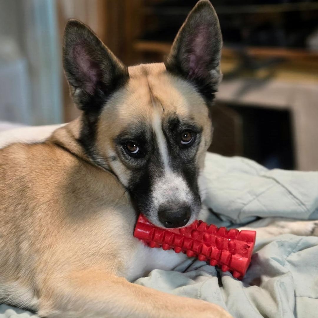 Jackson, Adoptable, Young Male German Shepherd Dog & Carolina Dog.