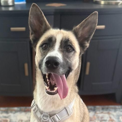 Enlarge Jackson, a Adoptable mixed breed in Concord, NC image 1/6