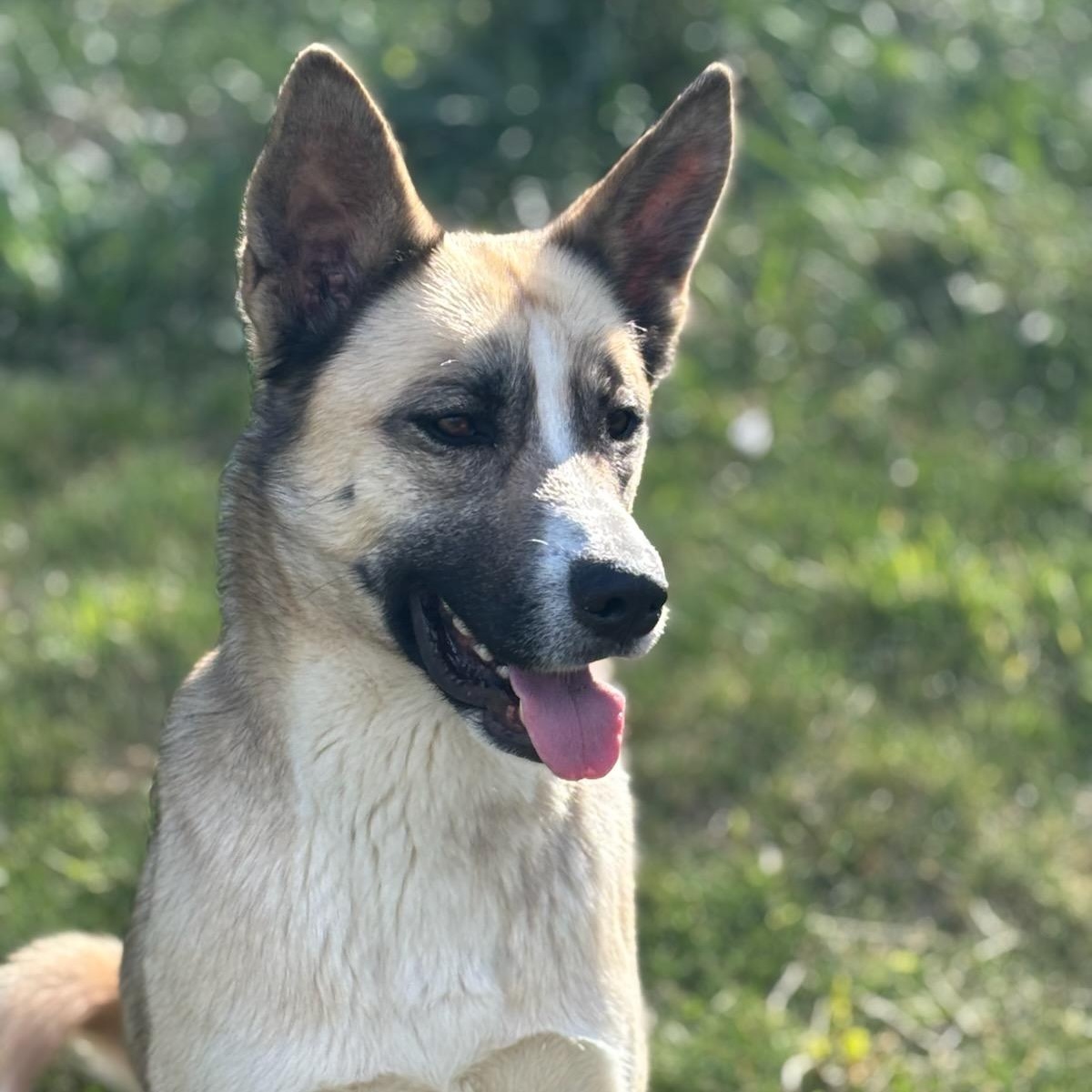 Enlarge Jackson, a Adoptable mixed breed in Concord, NC image 4/6