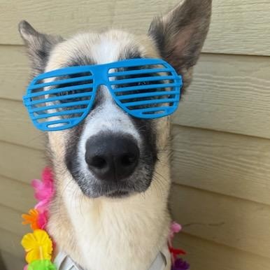 Enlarge Jackson, a Adoptable mixed breed in Concord, NC image 6/6