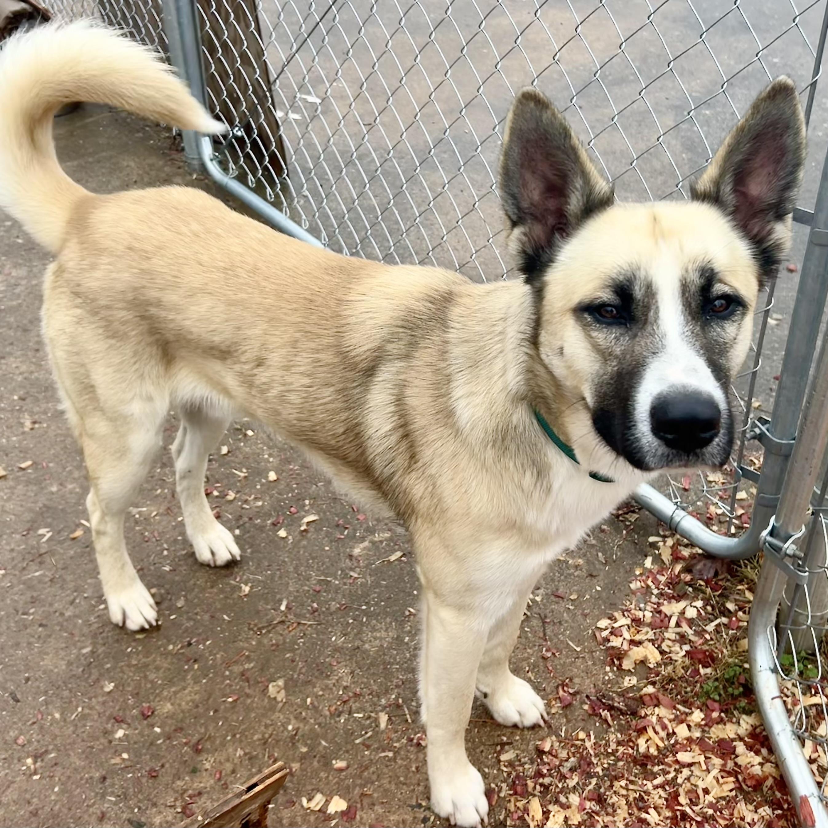 Enlarge Jackson, a Adoptable mixed breed in Concord, NC image 2/4