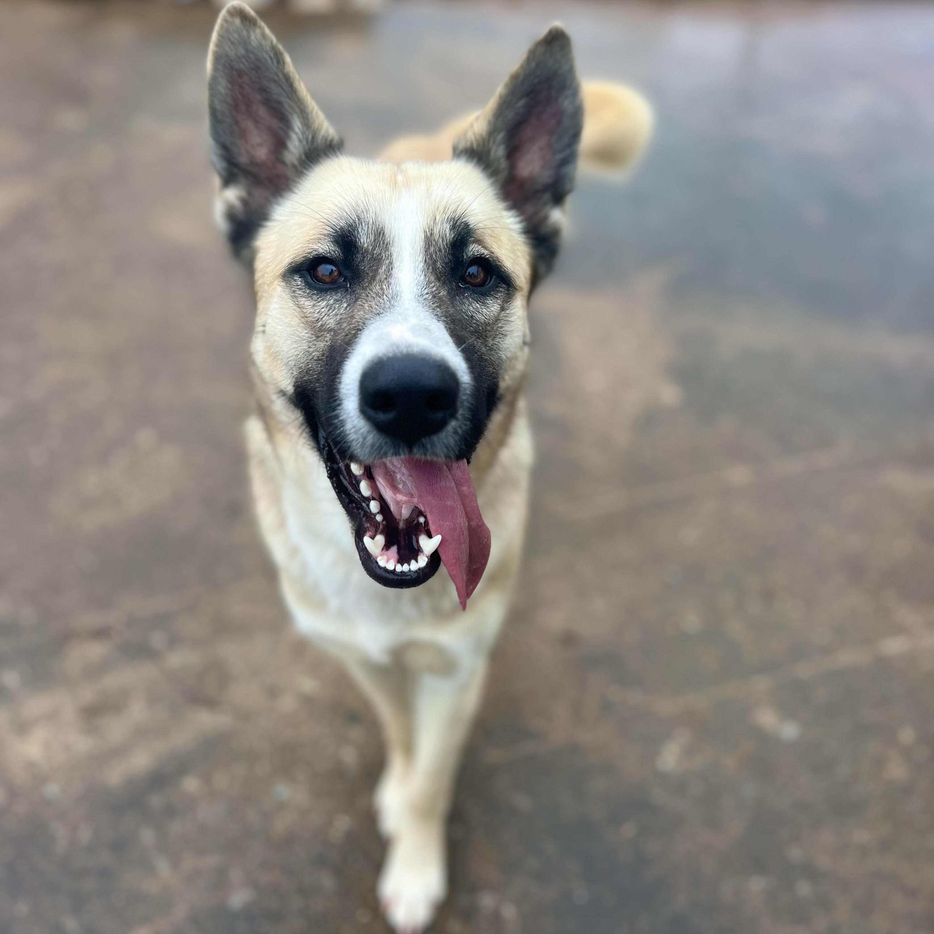 Enlarge Jackson, a Adoptable mixed breed in Concord, NC image 3/4