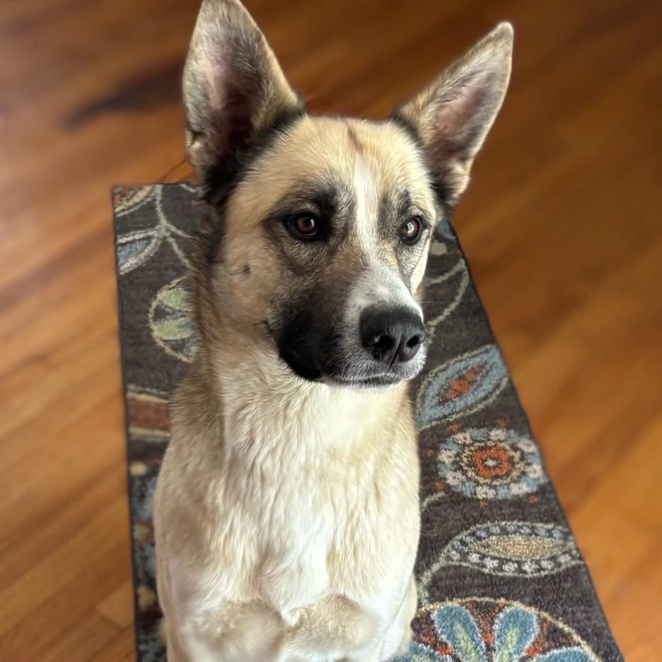 Enlarge Jackson, a Adoptable mixed breed in Concord, NC image 6/6