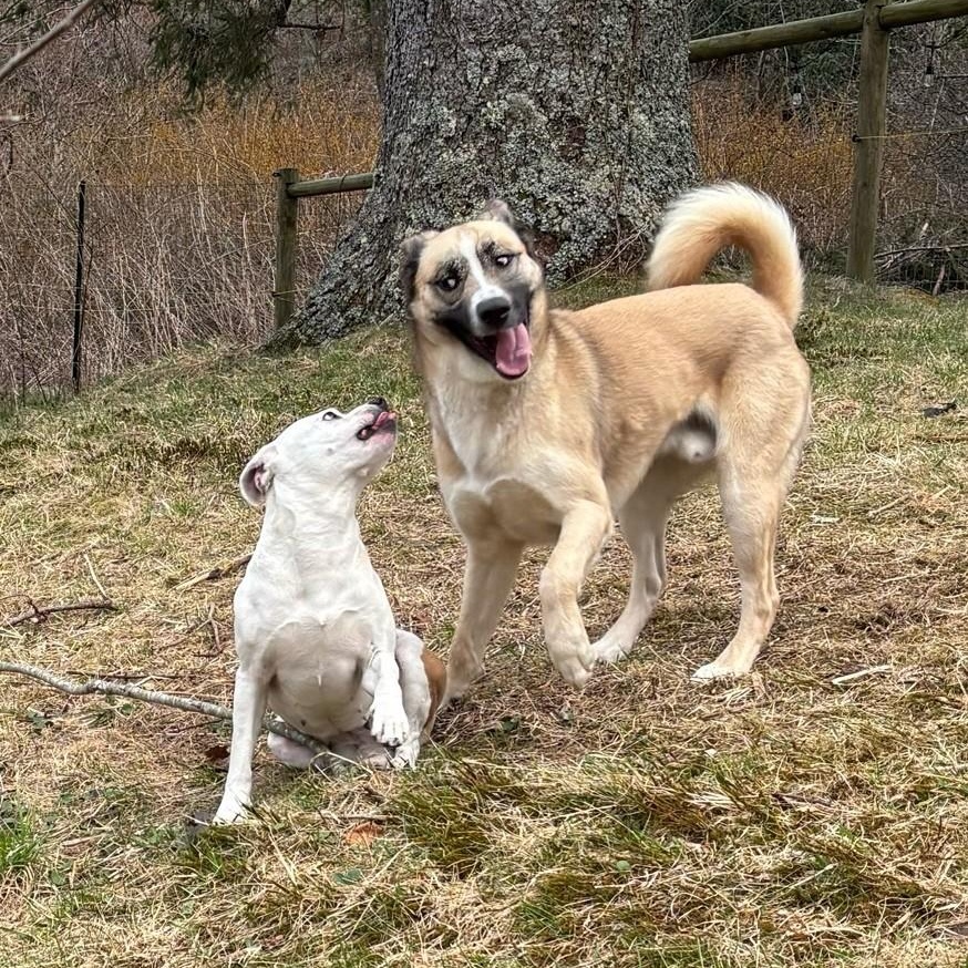 Enlarge Jackson, a Adoptable mixed breed in Concord, NC image 3/6