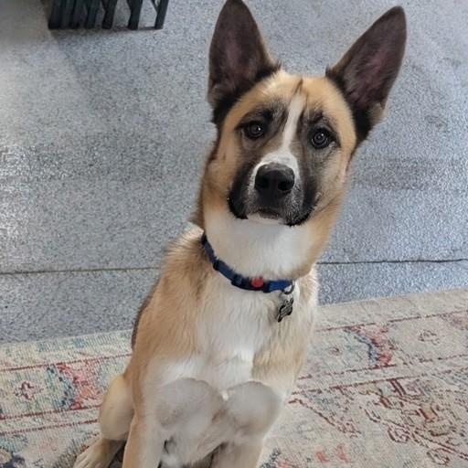 Jackson — thumbnail 5