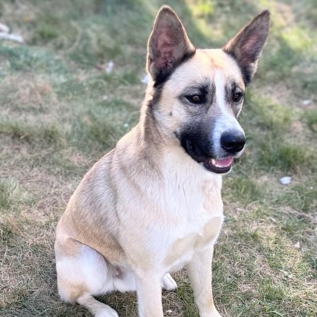 Jackson, Adoptable, Young Male Carolina Dog & German Shepherd Dog.